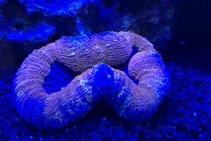 Lobophyllia Brain Coral Thumbnail