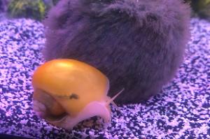 Golden Mystery Snail Thumbnail