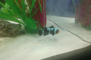 Black Clownfish Thumbnail