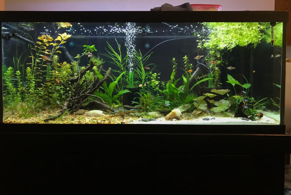 My 75 Gallon on Jul 14, 2020