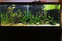 My 75 Gallon on Jul 14, 2020