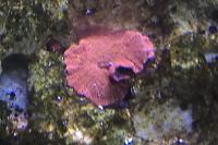 Red Discosoma Mushroom Coral Thumbnail