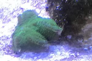 Mushroom Coral Green Thumbnail