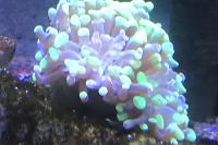 Hammer Anchor Coral Thumbnail