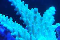 Acropora Thumbnail