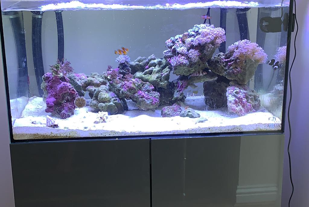 Reef tank on Jul 16, 2020