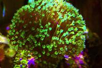 Green Leather Coral Thumbnail