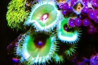 Cinamon Polyps Thumbnail