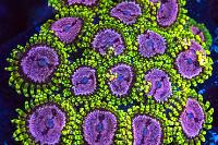 Purple Monster Zoa Thumbnail