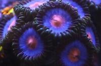 Miami Vice Polyps Thumbnail