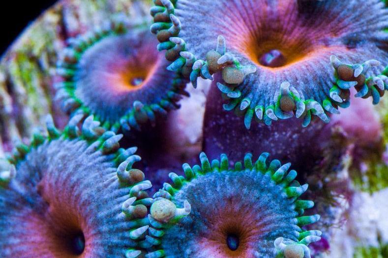 Captain America Zoa / Zoanthus sp var Captain America 95