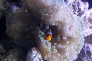 Gladiator Clownfish Thumbnail