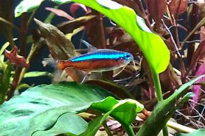 Cardinal tetra Thumbnail