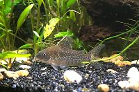 Corydoras agassizii Thumbnail