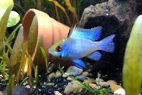 Electric Blue Ram Thumbnail