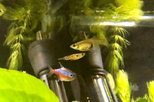 Wild Guppy Thumbnail