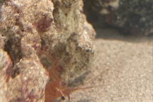 Peppermint Shrimp Thumbnail