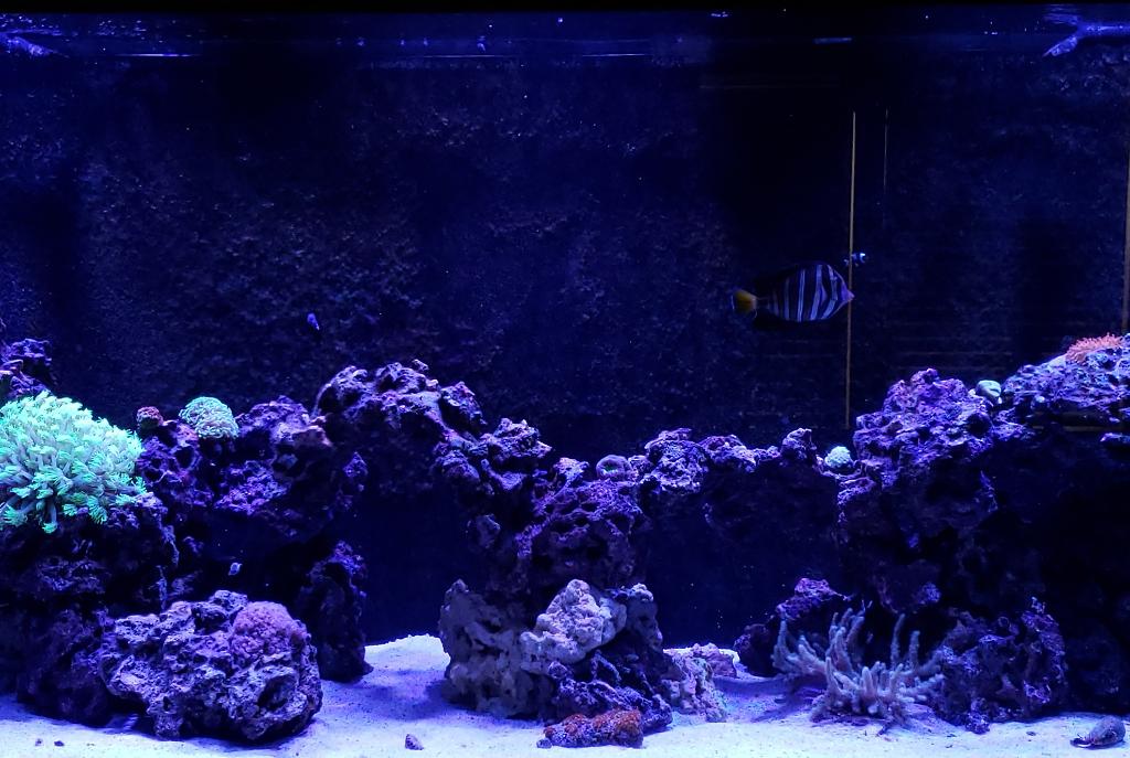 220g Reef on July 20, 2020