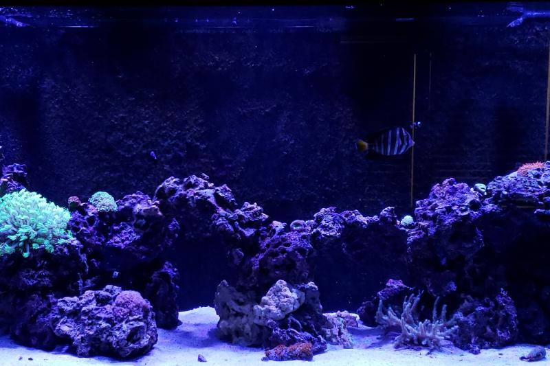 220g Reef Thumbnail