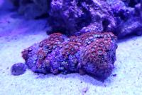 Cherry Bomb Zoanthids Thumbnail