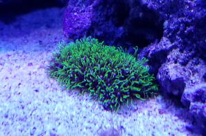 Starburst polyps green Thumbnail