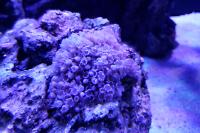 Pulsing Xenia Thumbnail