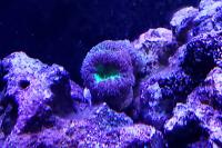 Acan Lord purple green? Thumbnail