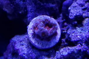 Acan-Red & grey (ultra color)?