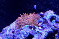 Rose bubble anemone Thumbnail