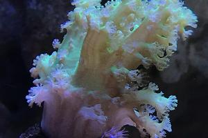 Palau Green Nepthea Thumbnail