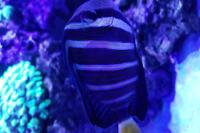 Sailfin Tang Thumbnail