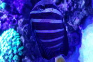 Sailfin Tang Thumbnail