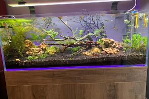 Planted tank 65g Thumbnail