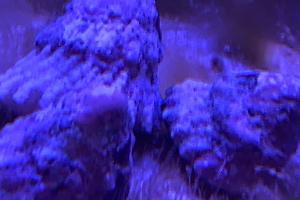 Astraea Sp Thumbnail