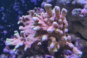 Branched Montipora Coral - forest fire pink Thumbnail