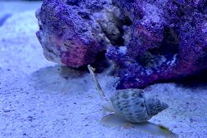 Nassarius snail Thumbnail