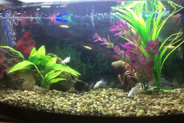 My_fish_tank Thumbnail