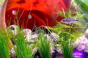 Dwarf Hairgrass Thumbnail