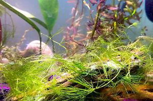 Christmas Moss Thumbnail