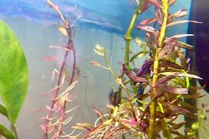 Rotala rotundifolia Thumbnail