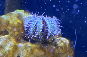 Sea urchin Thumbnail