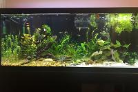 My 75 Gallon on Jul 25, 2020