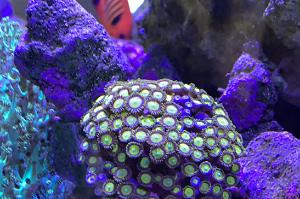 LSU zoa Thumbnail