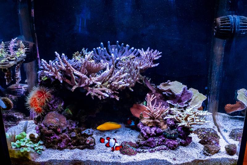 TeenyReef's IM40 Not So Teeny Tank Thumbnail