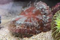 Red Scolymia Thumbnail