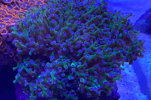 Aussie Frogspawn