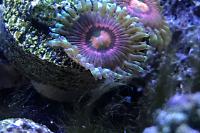 Rainbow Incinerator Zoas Thumbnail