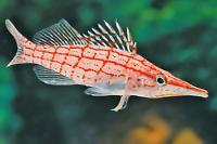 Longnose Hawkfish Thumbnail