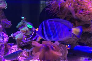 Sailfin tang Thumbnail