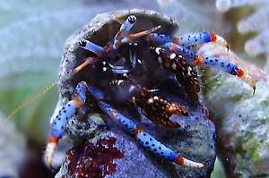 Blue Legged Hermit Crab Thumbnail